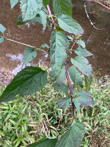 Scrophularia marilandica (late figwort) (alternate view 5)