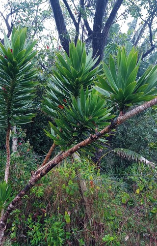Dracaena reflexa (Song of India) (alternate view 5)