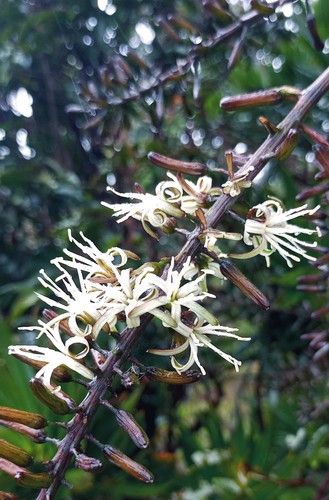 Dracaena reflexa (Song of India) (alternate view 6)