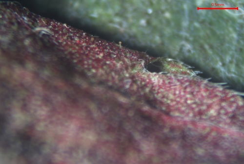 Acalypha rhomboidea (Common Three-seeded Mercury) (alternate view 2)