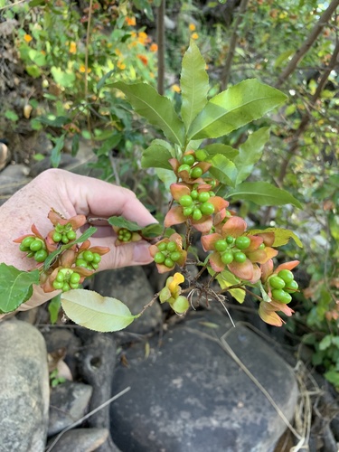 Ochna serrulata (Small-leaved plane) (alternate view 9)