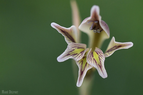 Gladiolus (Gladioli) (alternate view 7)