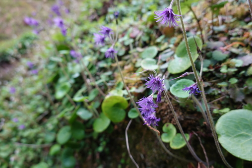 Soldanella villosa (Hairy Snowbell) (alternate view 4)