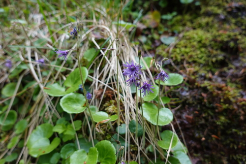 Soldanella villosa (Hairy Snowbell) (alternate view 5)