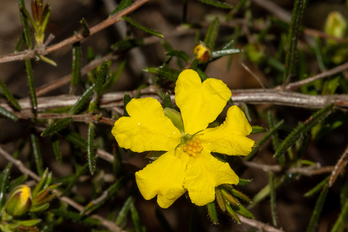 Hibbertia riparia (Erect Guinea-flower) (alternate view 4)