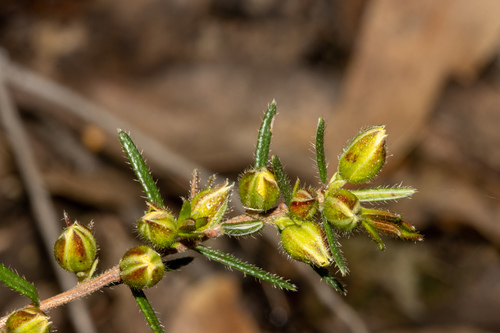 Hibbertia riparia (Erect Guinea-flower) (alternate view 5)