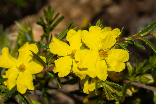 Hibbertia riparia (Erect Guinea-flower) (alternate view 3)