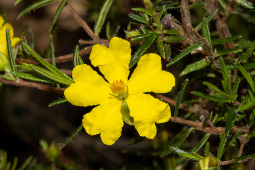 Hibbertia riparia (Erect Guinea-flower) (alternate view 2)