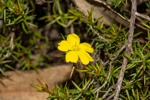 Hibbertia exutiacies (Prickly Guinea-flower) (alternate view 7)