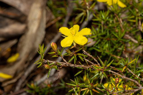 Hibbertia exutiacies (Prickly Guinea-flower) (alternate view 6)