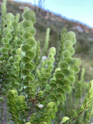 Cliffortia (Caperoses) (alternate view 5)