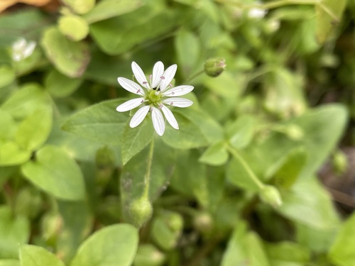 Stellaria aquatica (Water Chickweed)
