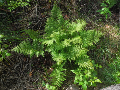 Athyrium asplenioides (southern lady fern)