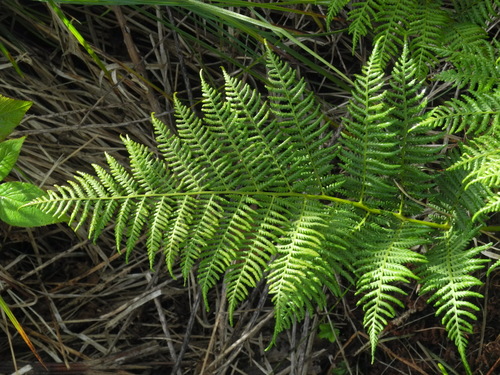 Athyrium asplenioides (southern lady fern) (alternate view 2)