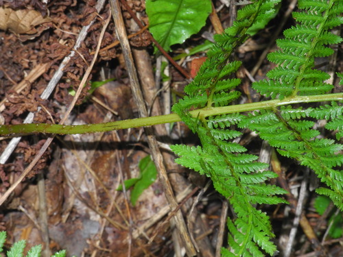 Athyrium asplenioides (southern lady fern) (alternate view 3)