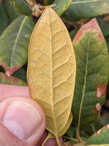 Chrysolepis sempervirens (bush chinquapin) (alternate view 3)
