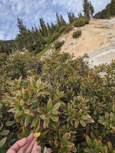 Chrysolepis sempervirens (bush chinquapin) (alternate view 4)