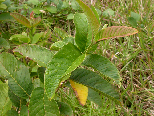 Psidium guajava (White Guava)
