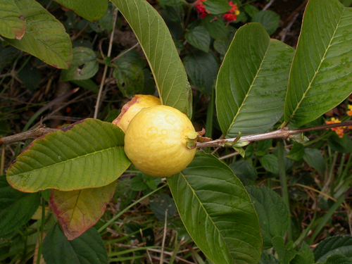 Psidium guajava (White Guava)
