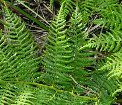 Athyrium asplenioides (southern lady fern) (alternate view 4)
