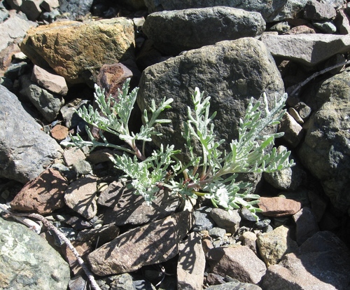 Chaenactis (pincushion plants) (alternate view 3)