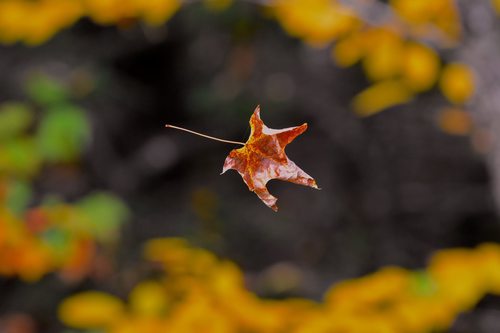 Acer saccharum (sugar maple) (alternate view 9)