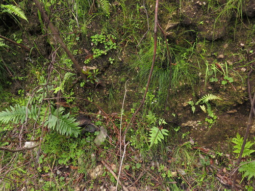 Todea barbara (king fern) (alternate view 6)