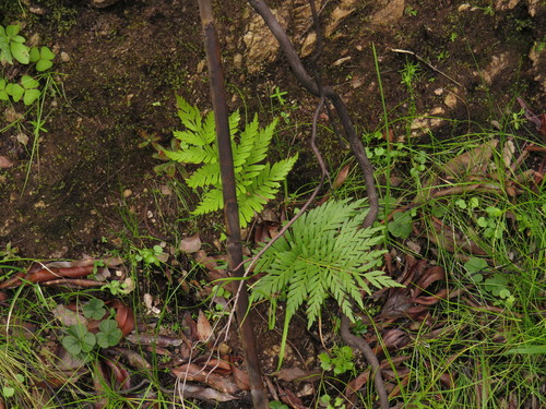 Todea barbara (king fern) (alternate view 5)