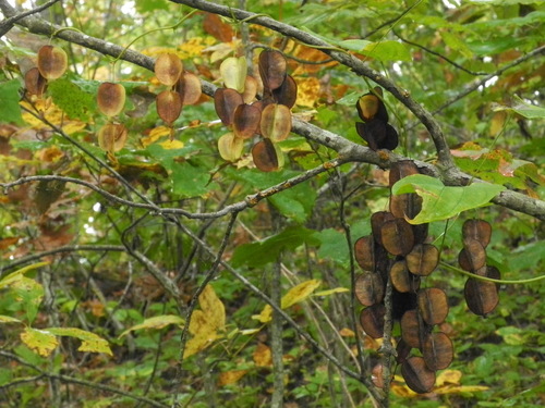 Dioscorea villosa (wild yam) (alternate view 5)