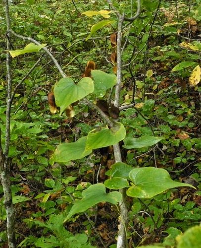 Dioscorea villosa (wild yam) (alternate view 6)