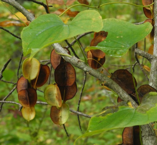 Dioscorea villosa (wild yam) (alternate view 7)