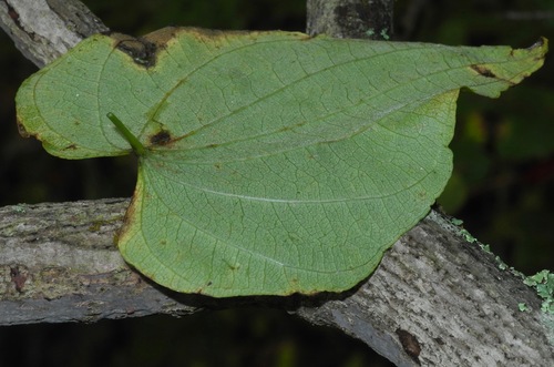 Dioscorea villosa (wild yam) (alternate view 8)