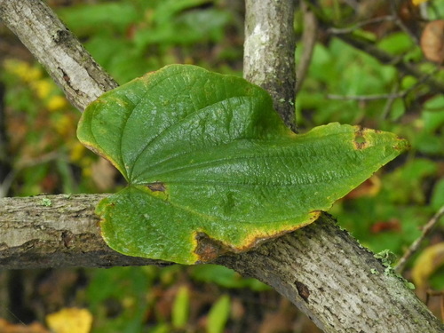 Dioscorea villosa (wild yam) (alternate view 9)