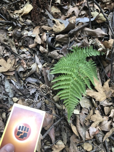 Dryopteris arguta (coastal woodfern) (alternate view 2)