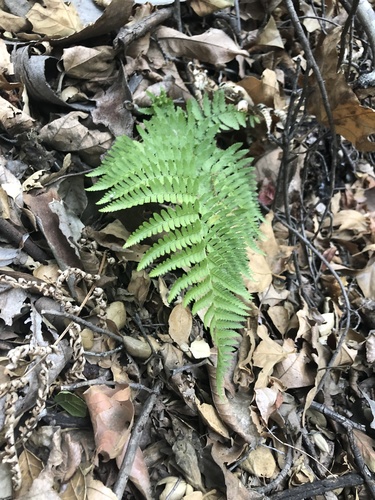 Dryopteris arguta (coastal woodfern) (alternate view 3)