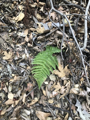 Dryopteris arguta (coastal woodfern) (alternate view 4)