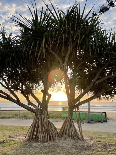 Pandanus tectorius (thatch screwpine) (alternate view 4)