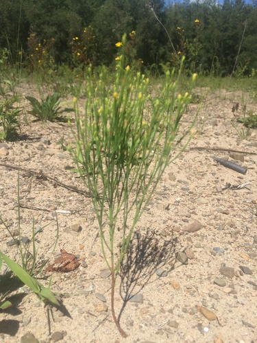 Hypericum gentianoides (pineweed) (alternate view 9)