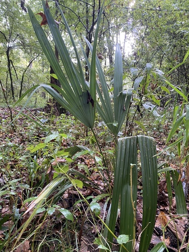 Sabal minor (Dwarf Palmetto)