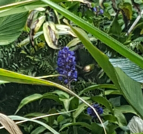 Dichorisandra thyrsiflora (Blue Ginger) (alternate view 6)