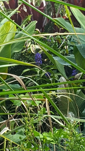Dichorisandra thyrsiflora (Blue Ginger) (alternate view 7)
