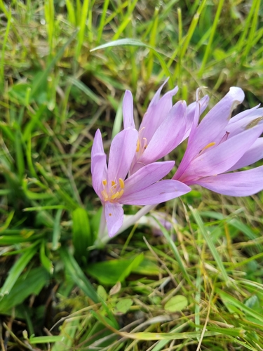 Colchicum autumnale (Autumn Crocus) (alternate view 4)
