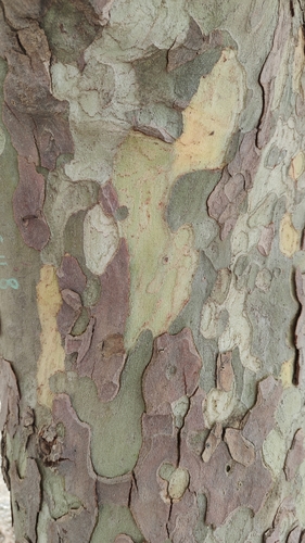 Platanus orientalis (Oriental Plane)