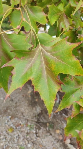 Platanus orientalis (Oriental Plane)