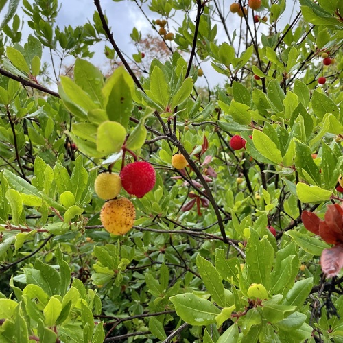 Arbutus unedo (strawberry tree) (alternate view 6)