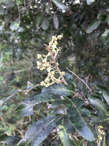 Cupaniopsis parvifolia (small-leaved tuckeroo)