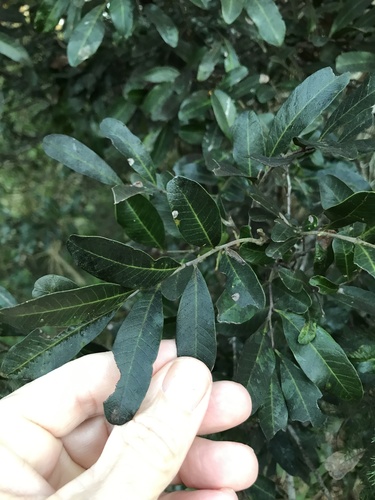 Cupaniopsis parvifolia (small-leaved tuckeroo) (alternate view 2)