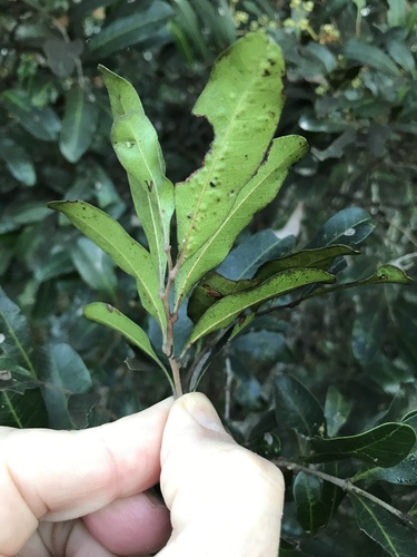 Cupaniopsis parvifolia (small-leaved tuckeroo) (alternate view 3)