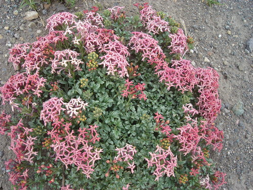 Glandularia (mock vervains) (alternate view 3)