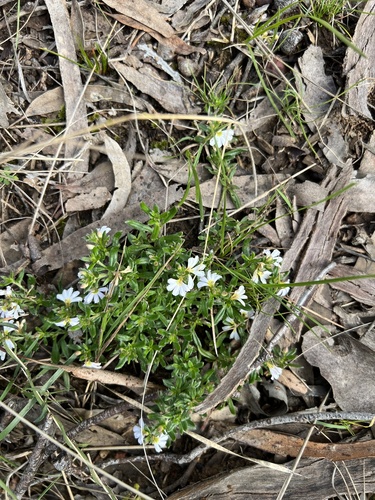 Scaevola albida (white fanflower)